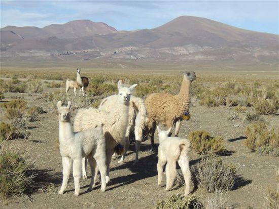 ....Lamas