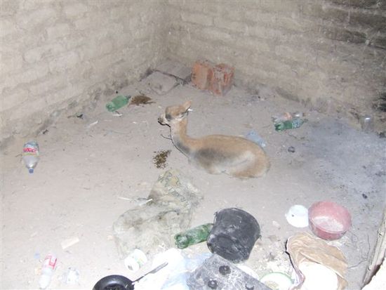 In der Kammer neben uns haust ein Vicuña, ein weiterer Verwandter der Guanacus. Ein LKW hat das Tier angefahren und die Arbeiter peppeln es wieder auf.