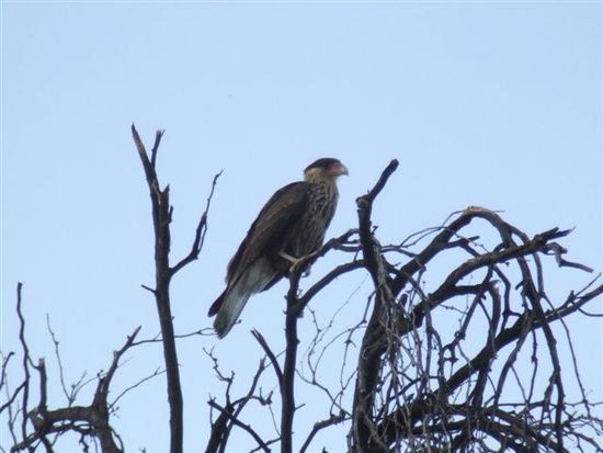 Crested Caracara - Carancho común