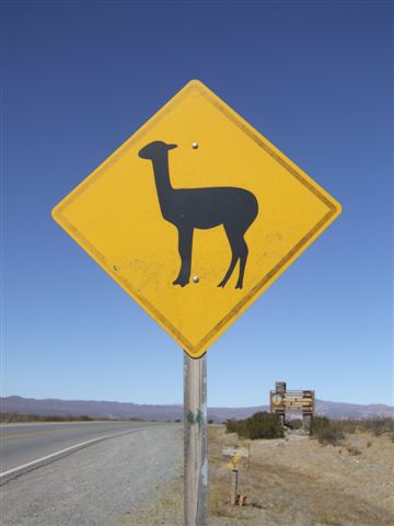 Wie in AUS und NZ, nur sinds hier Lamas auf die man achten sollte