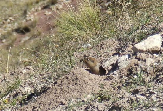 Meerschweinchen - Cuis chico / Southern dwarf cavy