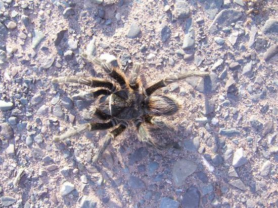 Zum Glueck bleibt die handtellergrosse Spinne stehen und laesst sich bestaunen