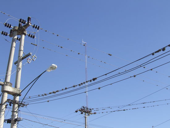 Clavel del aire - Nelke der Luefte