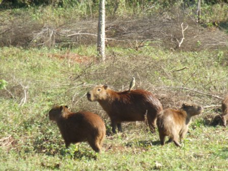 Wir nennen diese Tierchen Riesenhamster. Der deutsche Name fuer das groesste Nagetier der Welt ist Wasserschwein, hier wird es Capybara genannt