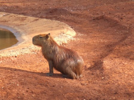Die Groesse der Capybaras kommt ungefaehr auf die eines Schweins. Die Tiere leben in der Naehe von Gewaessern und koennen angeblich bis zu 5 Minuten tauchen.