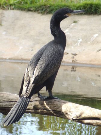 Kormoran