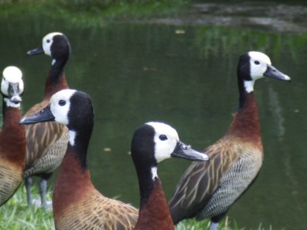 Enten