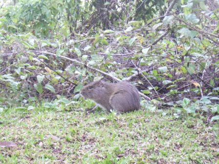 Meerschweinchen