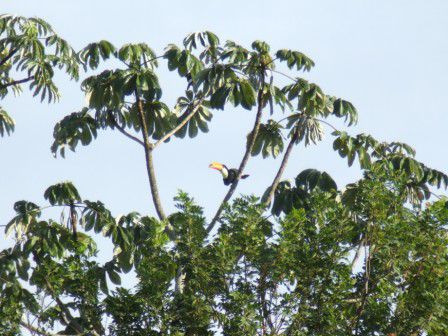Da ist er: der Toucan!!! Und weil wir leider kein besseres bzw. naeheres Foto von ihm schiessen konnten....