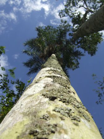 Diese Palmen werden wegen ihrem geraden Stamm als Strommasten verwendet