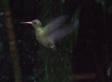 Es gibt ueber 300 verschiedene Kolibri Arten