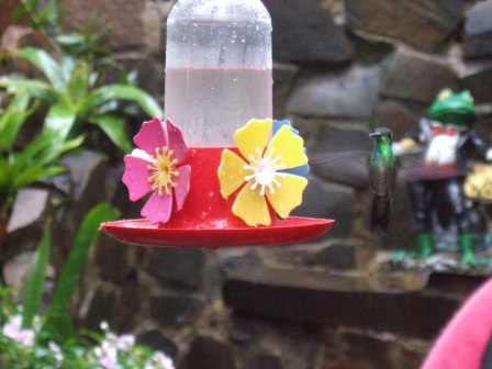 In nur 45min trinken die Kolibris dieses Zuckerwasser leer...16Liter pro Tag