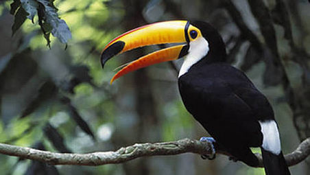 ...habe ich mir erlaubt ein Foto aus dem Internet herunterzuladen, um Euch verstaendlich zu machen, WARUM ich mich ueber diesen lustigen Kerl so freue! Was ich jetzt noch nicht weiss: Erkennungszeichen des Toucans ist sein quakendes Geraeusch, dass er von sich gibt!