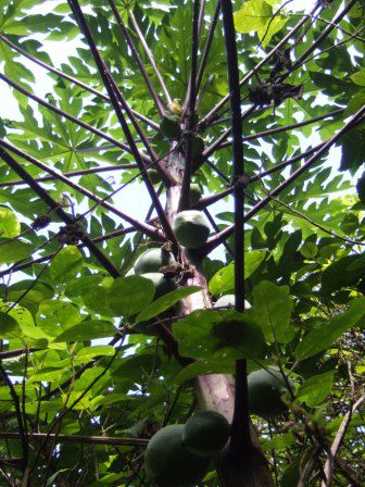 Papaya-Baum