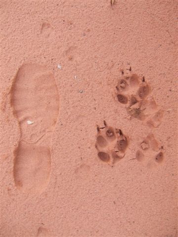 Spuren von Fuechsen, Wildschweinen, Wildkatzen usw.
