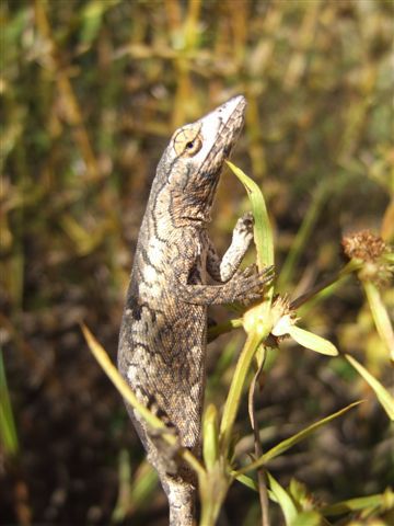 ...kein Salamander wie wir anfangs vermuten, nein, nachdem es seine Augen unabhaengig voneinander bewegen kann, muss es ein Chamaeleon sein!