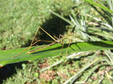 ...alienartigen Insekten...