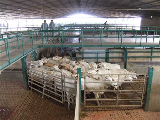 Hinten dran wartet schon die naechste Herde auf ihr Verarbeitungsprogramm und wird davor noch gewogen um festzustellen wieviel von dem Tier tatsaechlich verwertet werden kann