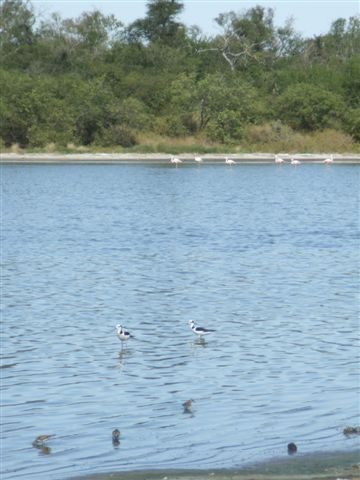 Die Flamingos sehen wir leider nur aus weiter Entfernung