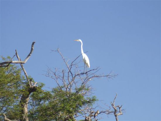 Silberreiher