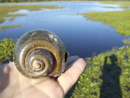 Neben unzaehligen Riesenschnecken soll es in dieser Lagune auch Krokodilkaimane geben, die wir leider nicht zu sehen bekommen