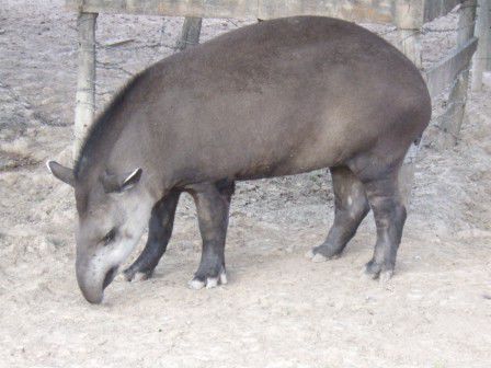 Der Tapir- schaut von weitem vielleicht einem Wildschwein aehnlich, in Wirklichkeit stammt er jedoch aus der Gruppe der Unpaarhufer und ist somit mit dem Pferd und Nashorn verwandt!