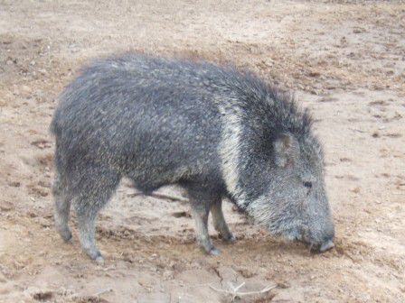 Wildschwein