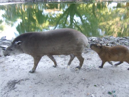 Der Tapir und sein schwuler Freund, der Capybara