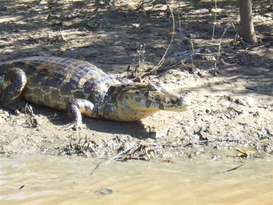 Alligator