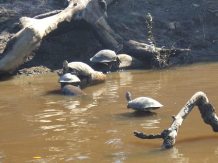 Die Schildkroeten veranstalten auf den Aesten immer einen Balanceakt