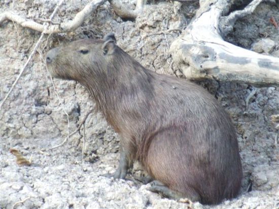 Wer den Santa Cruz Bericht gelesen hat, weiss warum wir uns so ueber dieses Wasserschwein freuen. Diesmal konnten wir keine homosexuellen Verhaltensweisen beobachten !