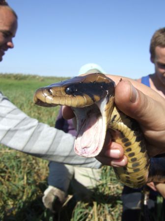 Diesmal ist es eine Anaconda, die jedoch nur 2-3m lang ist. "Nur" deshalb, weil es auch 10m lange Exemplare dieser Wuergeschlange gibt, die sich um den gesamten Koerper ihres Opfers schlaengelt, ihm saemtliche Knochen bricht und ihn danach verspeist!