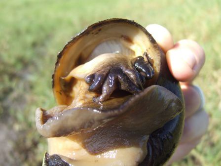 Eine riesige Schnecke!