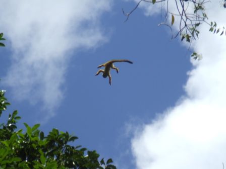 Fliegender Affe