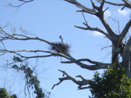 Jabiru-Storch