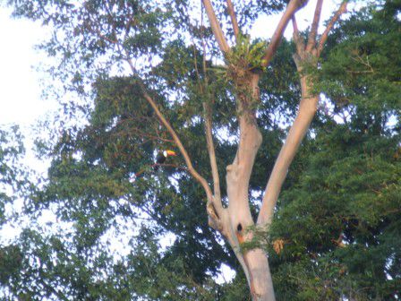 ...und: ich kann es fast nicht glauben als der Guide ploetzlich "Toucan, Toucan" ruft!!