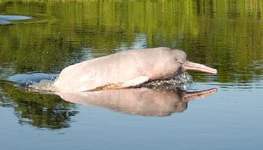 ...deswegen dieses Foto aus dem Internet, damit auch klar wird, wo der Name Pink River Dolphin herruehrt!