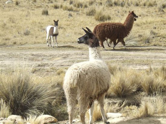 Vicunas, Alpacas oder doch einfach nur Lamas...wir kennen den Unterschied nicht so genau!