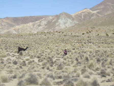 Cholita mit anhaenglichem Lama