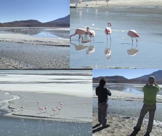 ...Laguna Hedionda, was fuer uns persoenlich zum Erlebnis wird, weil wir endlich Flamingos aus der Naehe beobachten koennen!!!
