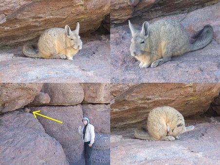 ...entdecken wir dieses lustige hasenartige Tier- ein Viscacha!