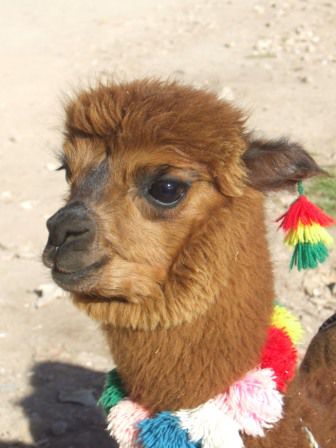 Dieses flauschige Alpaca ist auch am Seeufer unterwegs