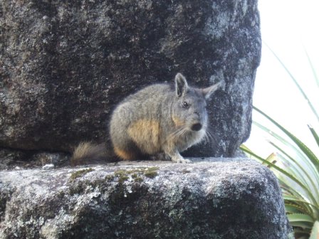 Viscacha