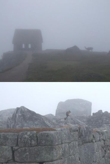 Lamas, lustige Viscachas und viele, viele Voegel tummeln sich zwischen den Ruinen