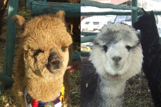 Alpaca