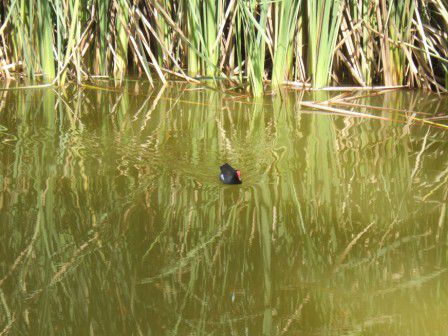 Bei einem Spaziergang um die Laguna faellt uns ploetzlich dieser lustige Kerl auf...