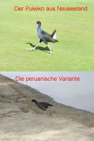 Genau: Dieser Vogel hier muss wohl aus der derselben Familie stammen wie der lustige Pukeko, der uns schon in Neuseeland zum ein Grinsen entlockt hat!