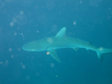 Galapagoshai
