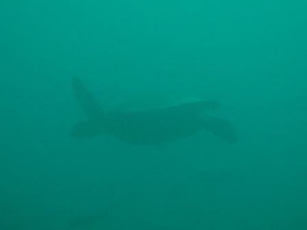 Green Turtle