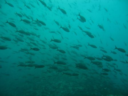 Fischsuppe